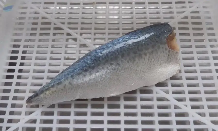 Frozen Mackerel Fillet