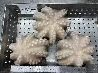 Frozen Octopus