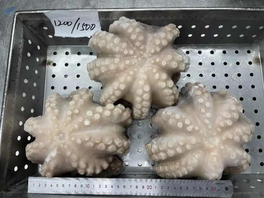 Frozen Octopus