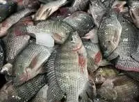 Frozen Tilapia