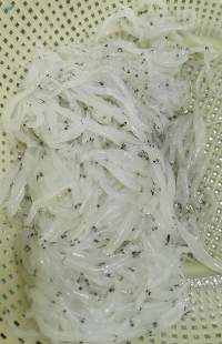 Frozen Silver Fish
