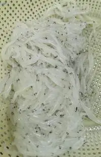 Frozen Silver Fish