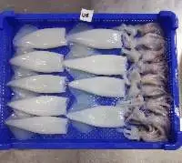 Frozen Squid