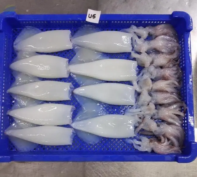 Frozen Squid