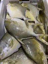 Frozen Golden Pomfret