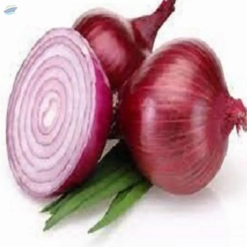 Onion
