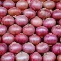 Onion