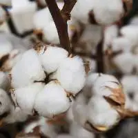 Raw Cotton