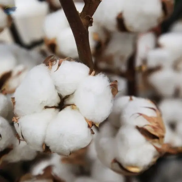 Raw Cotton