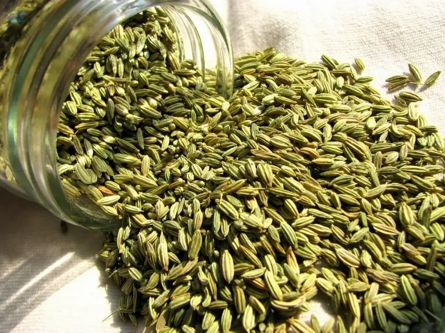 Green Cumin
