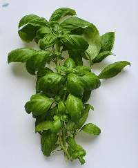 Genovese Basil