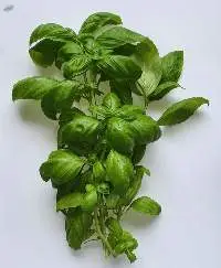 Genovese Basil