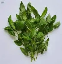 Sweet Thai Basil