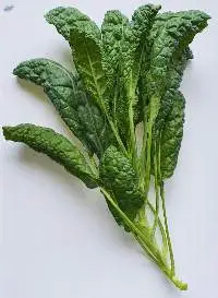 Tuscan Kale