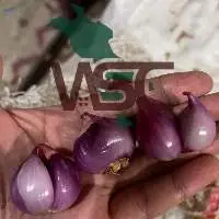 Shallots