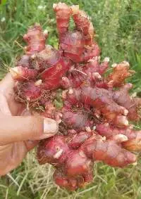 Red Ginger