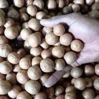 Macadamia Nuts   - Shelled $4 FOB Durban Port