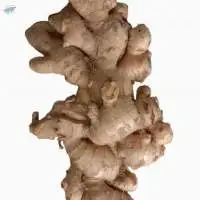Ginger