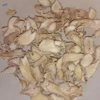 Ginger
