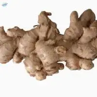 Ginger