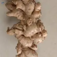 Ginger