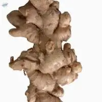 White Ginger