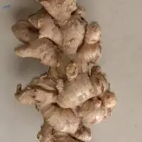 Fresh Ginger