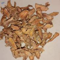 Ginger