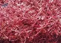Kashmiri Saffron