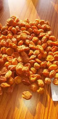 Apricot