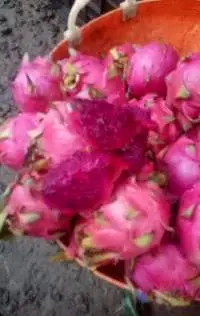 Dragon Fruit