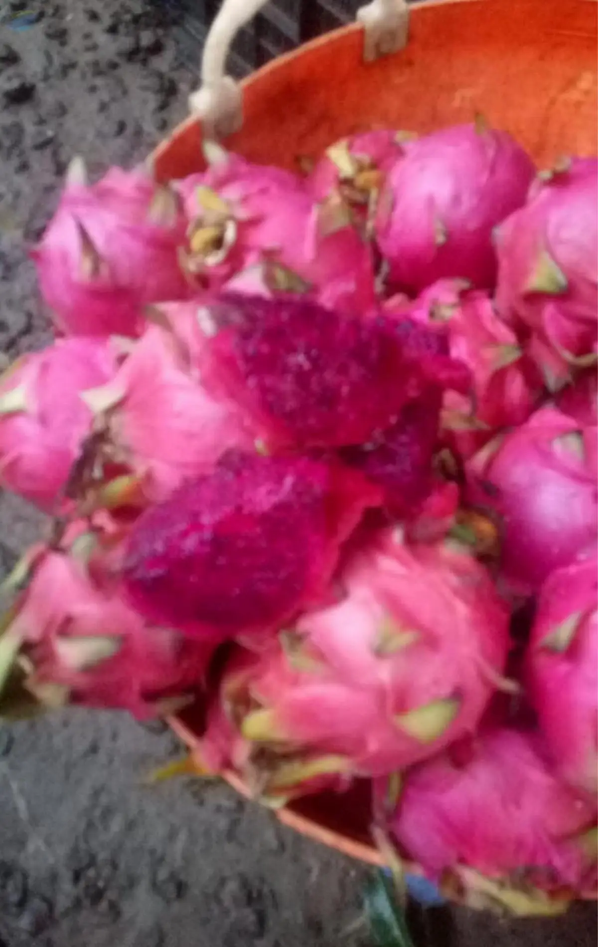 Dragon Fruit