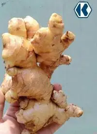 Ginger