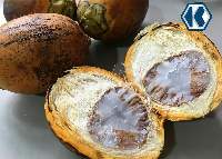 Betel Nut