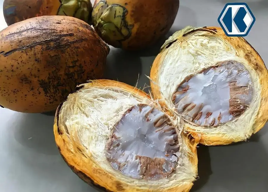 Betel Nut
