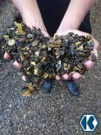 Palm Kernel Shell
