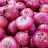 Onion