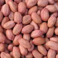 Groundnut