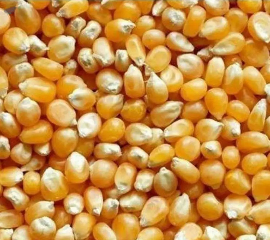 Corn Animal Feed