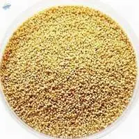 Foxtail Millet Kangni Thinai Bird Feed