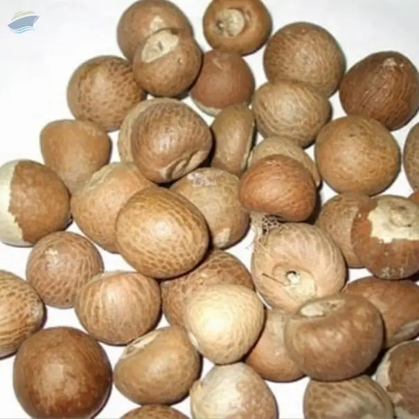 Betel Nut (Dry Areca)