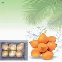 King Coconut (Sri Lankan)