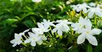 Jasmine