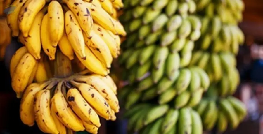 Hill Banana