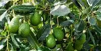 Avocado