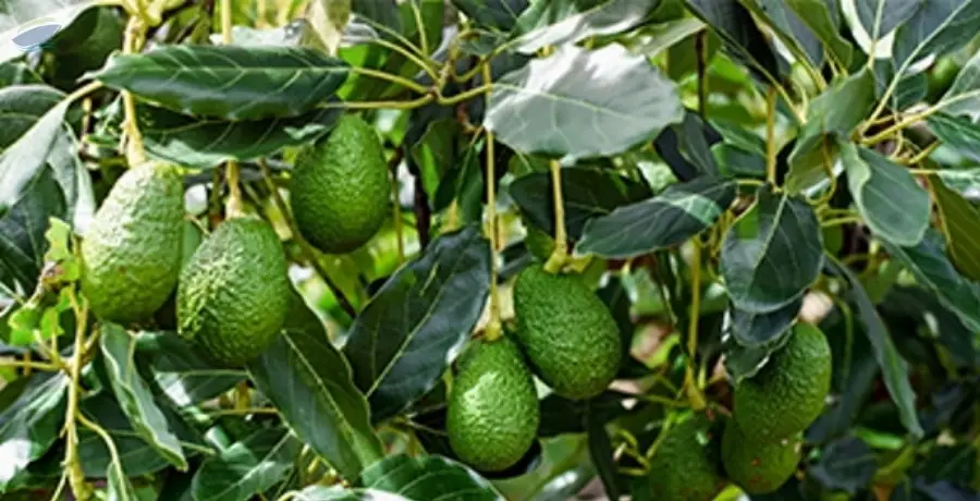 Avocado