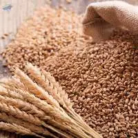 Wheat