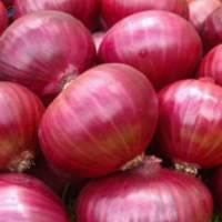 Onion