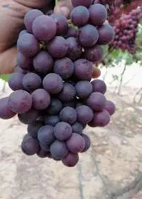 Fresh Grapes Red/white