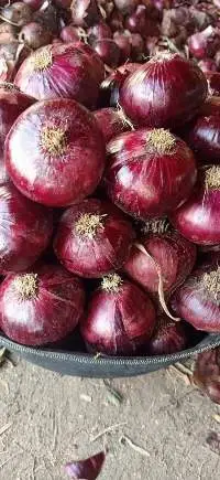 Onion Red